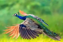 Vẻ đẹp và ý nghĩa của loài chim công trong tự nhiên và văn hóa