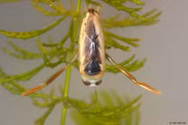 Bọ bơi ngửa nâu, kẻ săn mồi độc đáo trong thế giới côn trùng