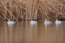 Bí ẩn vịt mào trắng, chim non 'nhảy dù' từ tổ trên cây cao