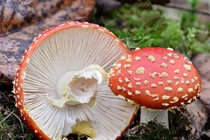 Khám phá loài nấm độc nổi bật và bí ẩn nhất hành tinh