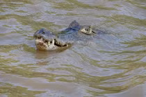 Loài cá sấu sừng độc đáo của rừng rậm Amazon