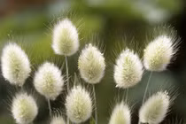 Loài thực vật đuôi thỏ gây ấn tượng trong trang trí nội thất