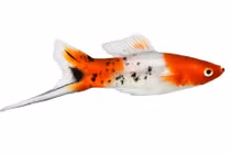 Bí ẩn 'thanh kiếm' của cá đuôi kiếm lục