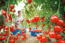 Sự thật thú vị về nguồn gốc cây cà chua