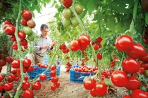 Sự thật thú vị về nguồn gốc cây cà chua