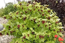 Khám phá cây kim ngân Himalaya: vẻ đẹp độc đáo từ dãy Himalaya