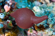 Điều kỳ thú về loài hải miên có hình dạng như bình rượu cổ