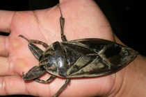 Sự tàn bạo của côn trùng nước lớn nhất thế giới ở Việt Nam