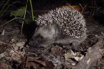 Nhím gai thợ săn côn trùng, hành vi tự bôi nước bọt kỳ lạ