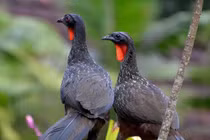 Cận cảnh loài gà kỳ dị chuyên sống trên cây