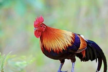 Top sự thật bất ngờ về loài gà rừng Việt Nam 