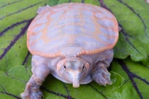 Loài rùa mai mềm đặc biệt có khả năng thở qua da