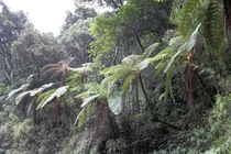 Hệ sinh thái cổ độc đáo ở khu rừng núi cao đặc biệt nhất Ấn Độ