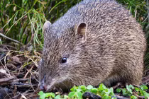 Loài thú đặc biệt mang thai 10 ngày đã đẻ con 