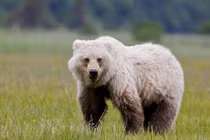 Giật mình sự thật về con lai của gấu trắng và gấu nâu 