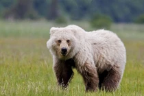 Giật mình sự thật về con lai của gấu trắng và gấu nâu 