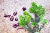 Phát hiện quần thể cây Vân sam Fansipan cực quý hiếm 