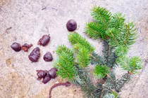 Phát hiện quần thể cây Vân sam Fansipan cực quý hiếm 