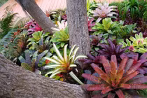 Thí nghiệm gây tranh cãi về trí nhớ của thực vật