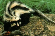 Chồn hôi sọc châu Phi: Chiến binh đêm mang mùi hôi đặc trưng