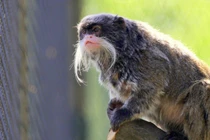 Khỉ vuốt hoàng đế: Biểu tượng độc đáo của rừng Amazon