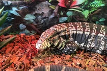 Khám phá loài thằn lằn tegu đỏ lớn nhất Nam Mỹ