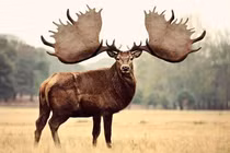 Huyền thoại thần thú Ireland: Loài nai khổng lồ với sừng như cánh quạt