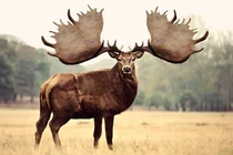 Huyền thoại thần thú Ireland: Loài nai khổng lồ với sừng như cánh quạt