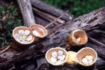 Nấm tổ chim: vẻ đẹp tinh tế của loài nấm nhỏ độc đáo