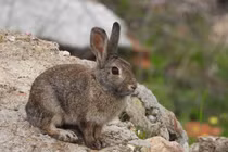 Điều đặc biệt về loài thỏ nhỏ nhất Bắc Mỹ