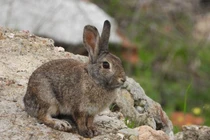 Điều đặc biệt về loài thỏ nhỏ nhất Bắc Mỹ