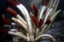 Giun ống khổng lồ sống trong môi trường cực đoan sâu dưới đại dương