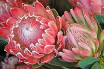 Vẻ đẹp huyền bí của hoa thảo đường hoàng đế 