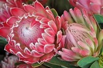 Vẻ đẹp huyền bí của hoa thảo đường hoàng đế 