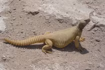 Thằn lằn đuôi chuỳ Ai Cập: Kẻ khổng lồ của sa mạc