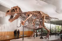T. rex đấu Triceratops: Ai chiến thắng 66 triệu năm trước?
