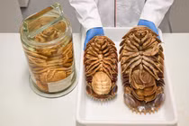 Loài vật siêu hiếm lần đầu lộ diện tại Việt Nam, thế giới chấn động