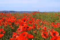 Sự thật thú vị về hoa anh túc đỏ, loài hoa gắn với Thế chiến thứ nhất