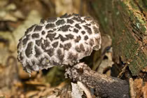 Loài nấm mang tên thú vị, vẻ ngoài cực dị, có thể ăn được