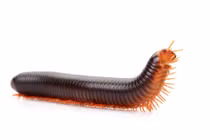 Cuốn chiếu khổng lồ dài 30 cm, thú cưng kỳ lạ của nhiều người