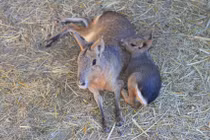 Loài “chuột chạy như linh dương”, nhiều người nhầm là thỏ