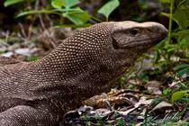  Hé lộ loài kỳ đà vân tuyệt đẹp chỉ có ở Việt Nam