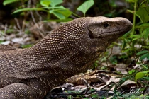  Hé lộ loài kỳ đà vân tuyệt đẹp chỉ có ở Việt Nam