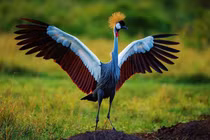 Sếu vương miện xám: Vẻ đẹp huyền bí và hành vi đặc biệt