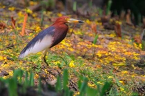 Tận mục loài chim 'hiện thân của thần rượu chè', Việt Nam có nhiều 