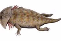 Bí ẩn loài lưỡng cư giống cá sấu bị dẫm bẹp khiến giới khoa học sốc