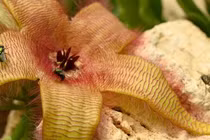 Hoa thịt thối, cú lừa ngoạn mục khiến côn trùng mắc bẫy