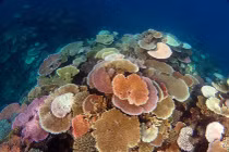 Thế giới san hô kỳ diệu như rừng mưa nhiệt đới dưới nước