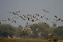 Keoladeo: Thiên đường chim di cư và di sản UNESCO của Ấn Độ