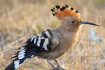 Độc đáo loài chim chiếc mào như vương miện, tự vệ bằng 'mùi hôi'